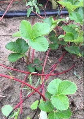草莓不开花怎么办？如何促进花芽分化？