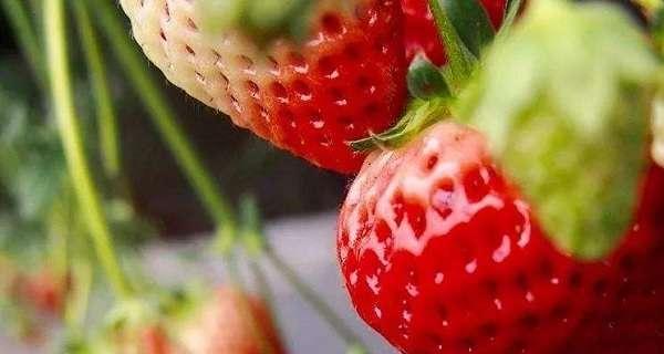 草莓吃多了会上火吗？如何健康食用草莓？