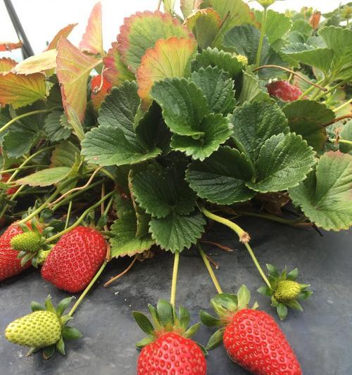 草莓春天可以种吗？春季种植草莓的正确方法是什么？