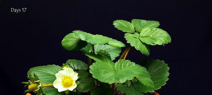 草莓开花结果需要多长时间？常见问题解答