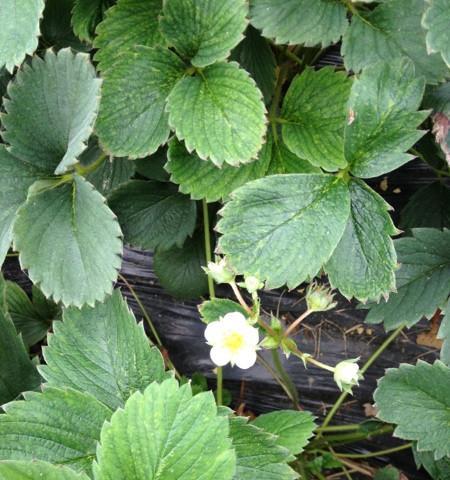 草莓花代表什么意思？花语背后的含义是什么？