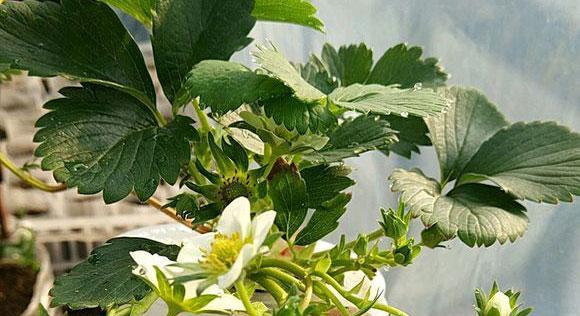 草莓花代表什么意思？花语背后的含义是什么？