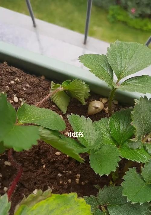草莓换土的最佳时间是什么时候？换土方法有哪些？