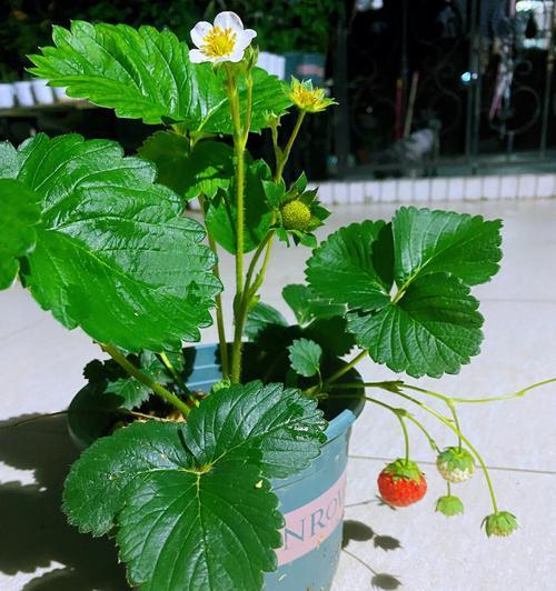 草莓开花吗？开的花是什么样子的？