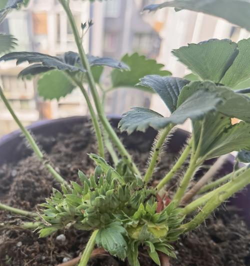 草莓开花吗？开的花是什么样子的？