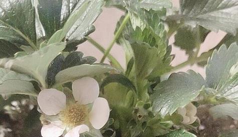 草莓开花温度多少度合适？如何调整温室环境？