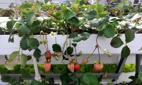 草莓水培可行吗？水培与土培哪种更适合草莓生长？