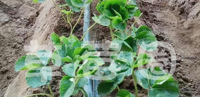 草莓苗最佳移栽时间是什么时候？移栽后如何管理？