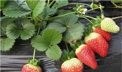 草莓哪个品种最好？如何选择适合自己的草莓品种？