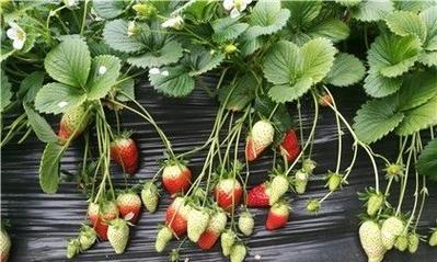 草莓哪个品种最好？如何选择适合自己的草莓品种？