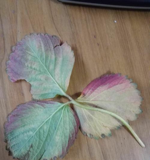草莓怕冷吗？草莓冻害的预防和处理方法是什么？