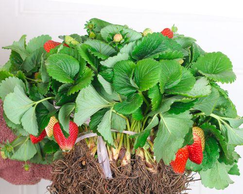 草莓盆栽几月份种植最合适？如何确保高成活率？