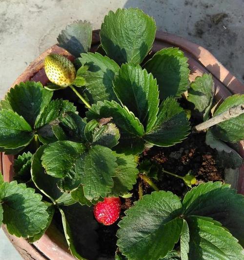 草莓盆栽几月份种植最合适？如何确保高成活率？