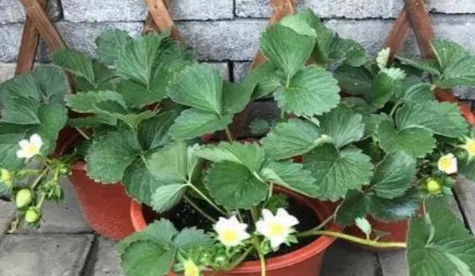 草莓盆栽种植方法是什么？如何在家轻松种植草莓？