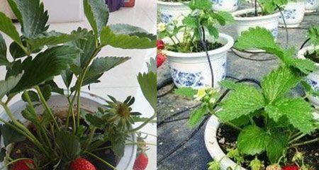 草莓播种的最佳时间是什么时候？如何确保高产？