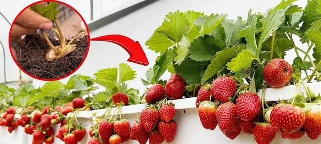 草莓分株的最佳时机是什么时候？分株后如何管理？
