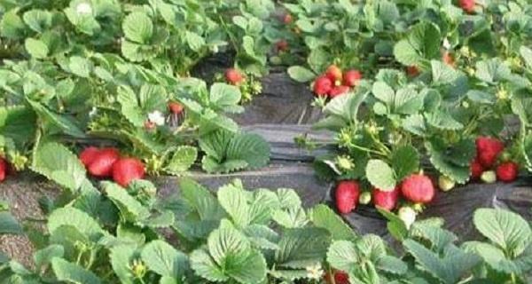 草莓生长需要哪些环境条件？草莓的生长特点是什么？