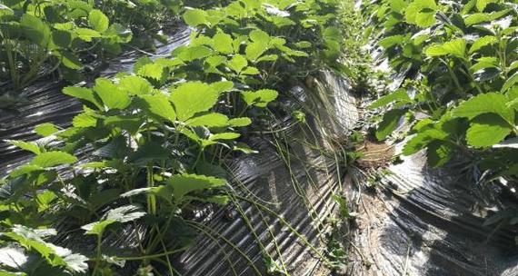 草莓生长需要哪些环境条件？草莓的生长特点是什么？
