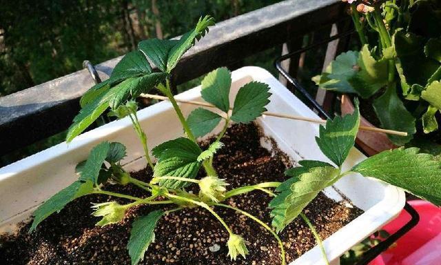 草莓是雌雄同株植物吗？如何区分草莓的性别？