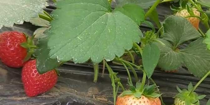 草莓种植的最佳月份是什么时候？如何确保高产？