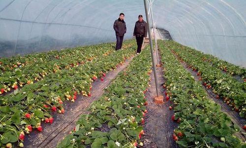 草莓忌氯吗？种植草莓时如何避免氯害？
