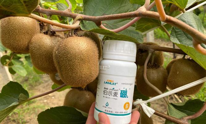 草莓忌氯吗？种植草莓时如何避免氯害？