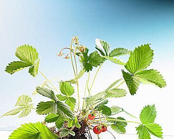 草莓是什么形状？如何识别不同品种的草莓？