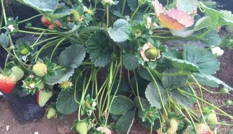草莓适合什么季节种植？最佳种植时间是什么时候？
