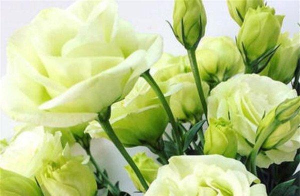 洋桔梗花语代表了什么？如何正确理解洋桔梗的花语含义？