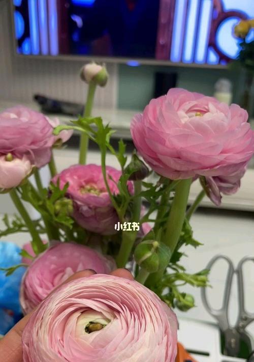 洋牡丹的花语和寓意是什么？