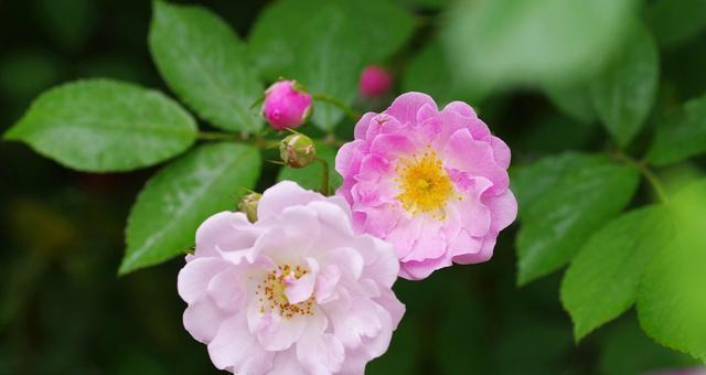 野蔷薇花语是什么？如何用它表达爱意？
