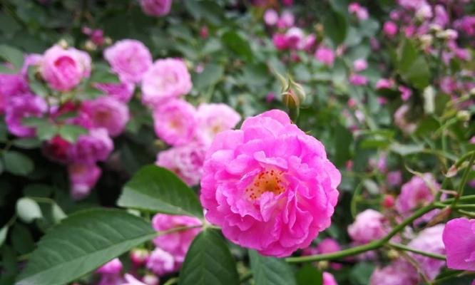 野蔷薇象征着什么？它的花语和文化意义是什么？