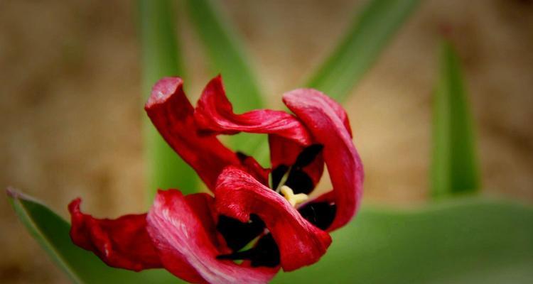 野生郁金香的花语是什么？贞操的含义如何解读？