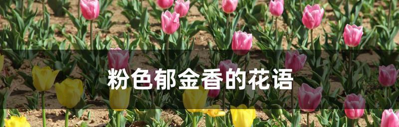 野生郁金香的花语是什么？贞操的含义如何解读？