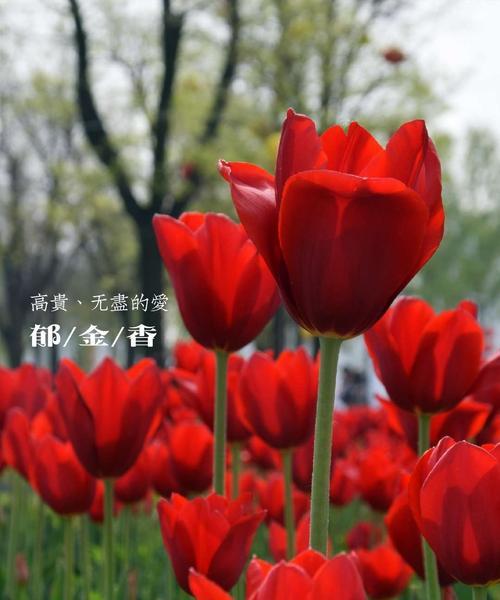 野生郁金香的花语是什么？贞操的含义如何解读？