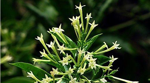 夜来香的花语是什么？如何正确解读夜来香的含义？