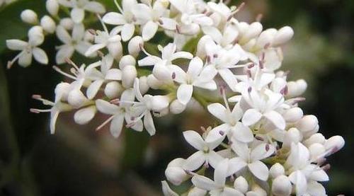 夜来香的花语是什么？如何正确解读夜来香的含义？