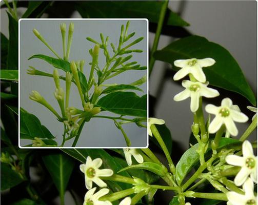 夜来香花语是什么？了解夜来香的象征意义和用途？