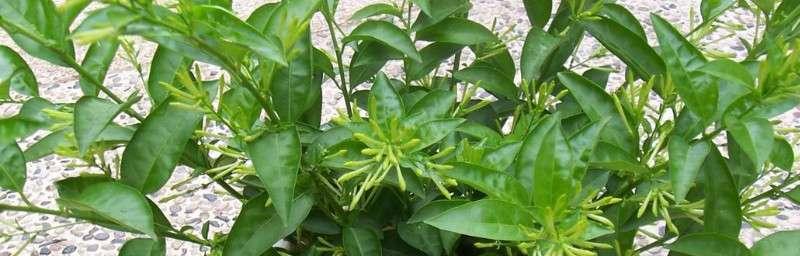 夜来香花语是什么？了解夜来香的象征意义和用途？