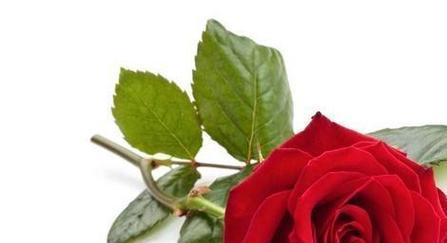 一朵玫瑰花代表什么含义？花语背后的爱情故事是什么？
