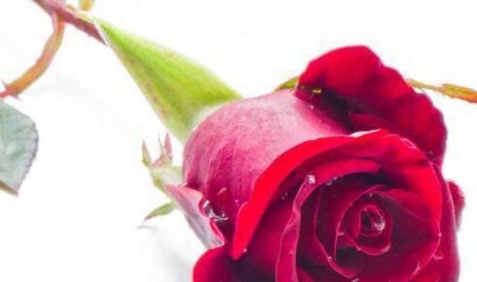 一朵玫瑰花代表什么含义？花语背后的爱情故事是什么？