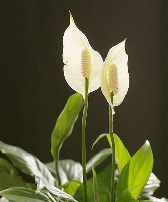 一帆风顺花的寓意是什么？花语有哪些含义？