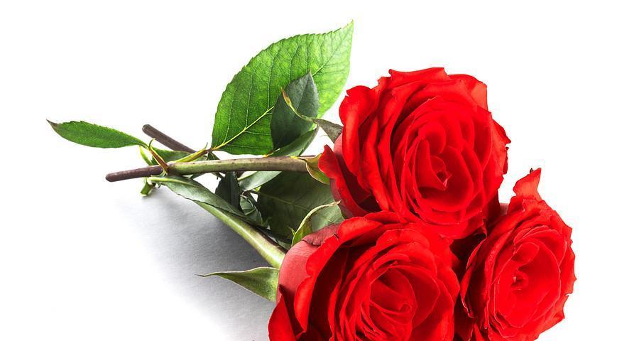 一支红玫瑰代表什么意思？花语背后的爱情含义是什么？