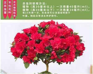 依米花的花语是什么？如何表达爱意和祝福？