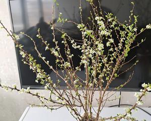 银柳的花语和寓意是什么？如何在园艺中应用？