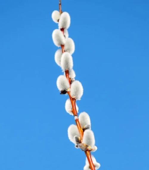 银柳的花语是什么？了解银柳的象征意义和文化背景？