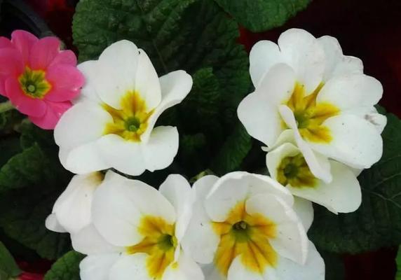樱花草花语是什么？了解樱花草的含义和象征意义？