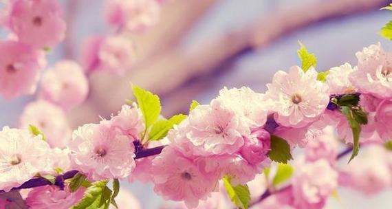 樱花的花语和寓意是什么？