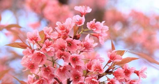 樱花的花语和象征意义是什么？如何理解樱花的文化内涵？