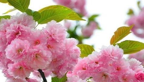 樱花的花语和象征意义是什么？如何理解樱花的文化内涵？